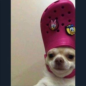 Meet your Posher, Patty